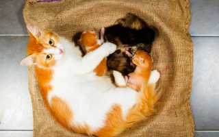 После родов: что нужно делать и как определить пол котят?