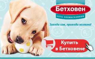 Может ли кормящая кошка забеременеть?
