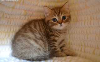 Когда отдавать котят. В каком возрасте лучше брать котенка домой? Как приучать котят к твердой пище