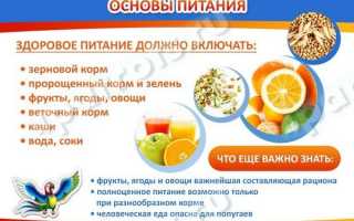 Чем кормить попугая