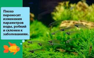 Стеклянный сомик: содержание и уход
