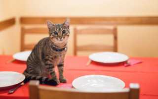 Как отучить котенка лазить по столу? Как отучить кота лазить на стол?