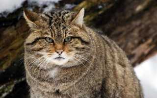 Как приручить кота к новому месту жительства
