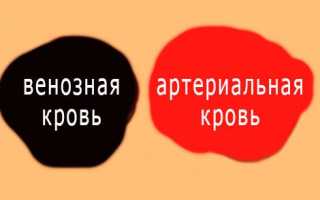 Кошка выпала из окна. Первая помощь, лечение, профилактика падений