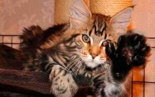 Коты Эрнеста Хемингуэя