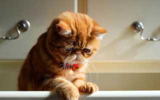 Royal Canin Fibre Response FR31 для кошек при запорах