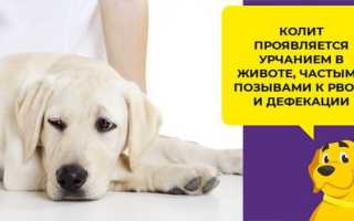 У собаки кал со слизью — что делать?