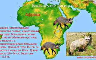 Классификация лисиц (часть вторая)