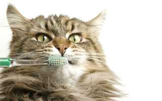 9 причин, почему у котенка пахнет изо рта