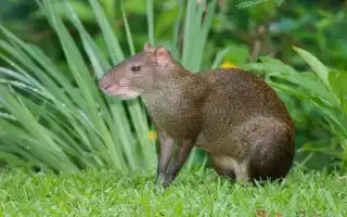 Агу́ти Азары Dasyprocta azarae