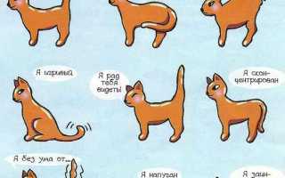 Почему кошка постоянно машет хвостом. Почему коты виляют хвостом
