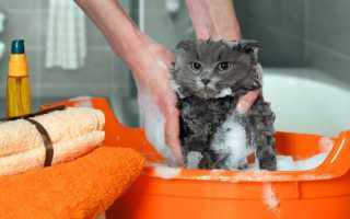 Какая должна быть температура воды для купания кота