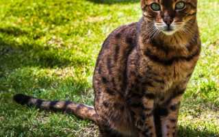 Бенгальские кошки: описание, происхождение, содержание