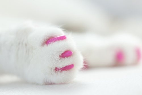 антицарапки для кошек