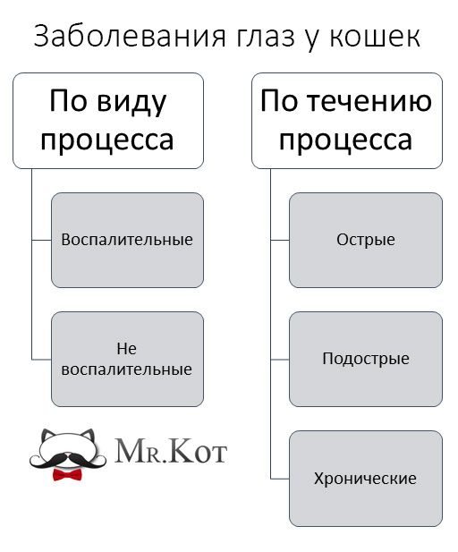 Болезни глаз у котов