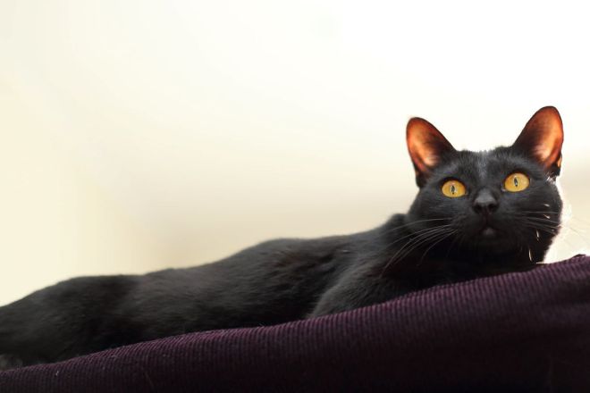 бомбейская кошка