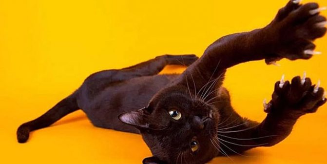 Бомбейские кошки не любят бывать на улице