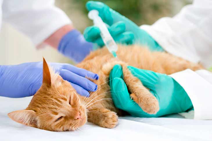 Бывает ли прививка кошке от токсоплазмоза?