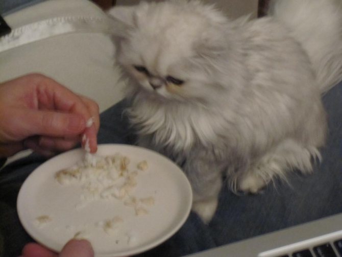 чем нельзя кормить кошек