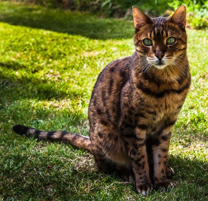 Фото бенгальской кошки.jpg