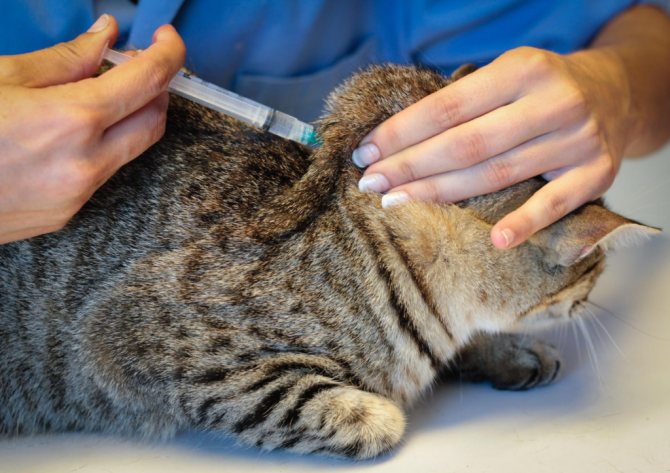 Холка у кошек и котов где находится