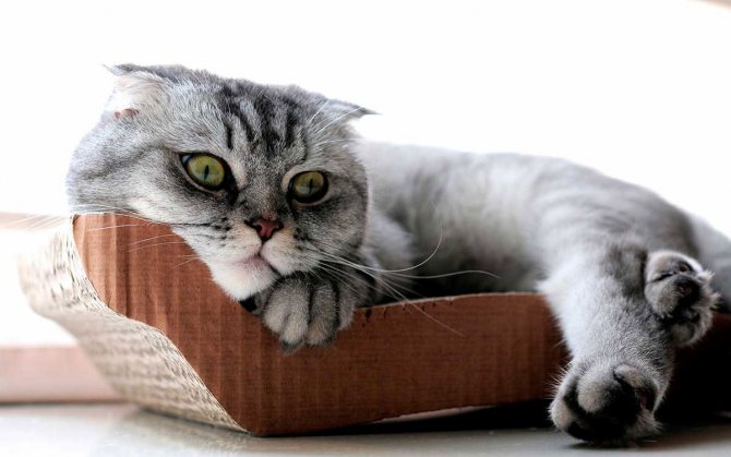 Имена для шотландских кошек и котов
