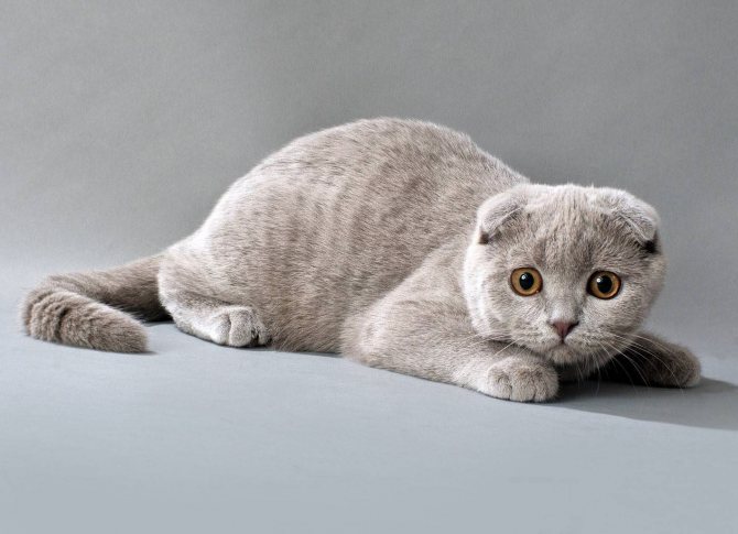 Имена для шотландских кошек и котов