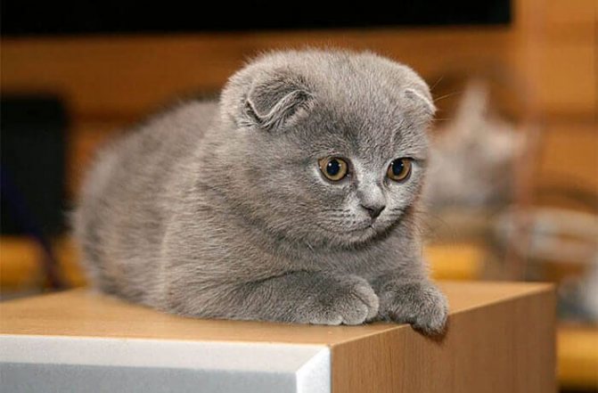 Имена и клички для шотландских вислоухих кошек