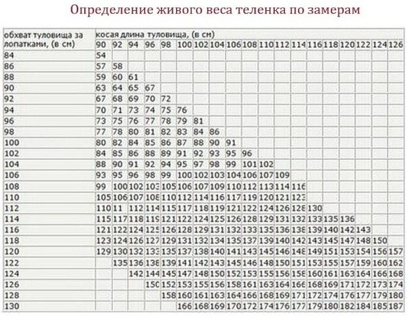 Как определить вес коровы (быка) при помощи таблиц