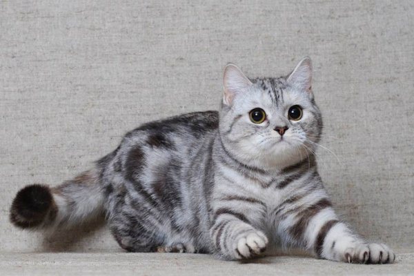 Как организовать вязку шотландских вислоухих кошек