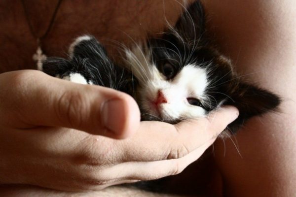 Как воспитывать котенка