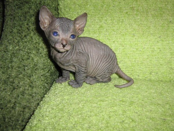 Как воспитывать котенка