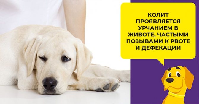 Кал со слизью у собаки - норма или симптом заболевания
