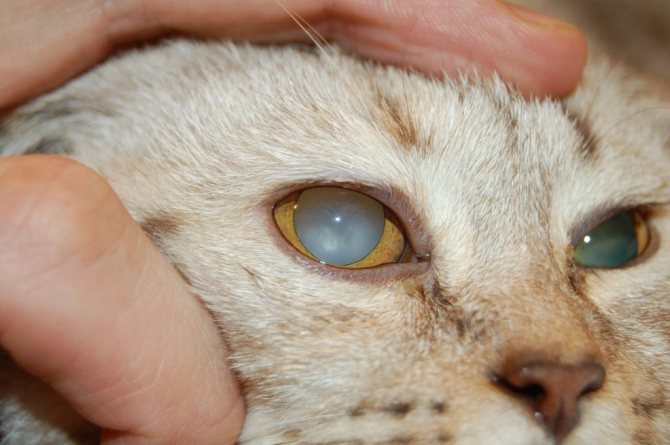 Катаракта у кошек