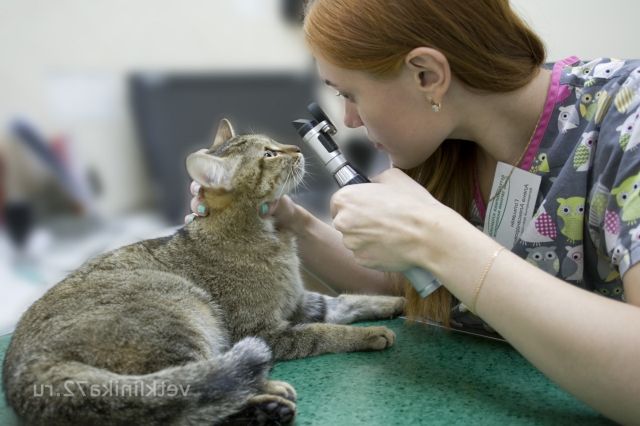 катаракта у котенка