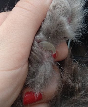 коготь