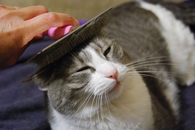 короткошерстная кошка