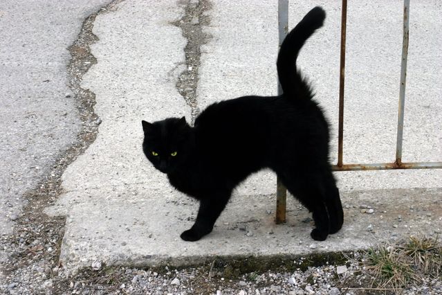 Кошачий язык тела