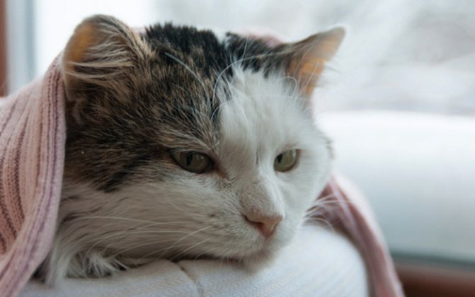 Кошка болеет после удаления зубов