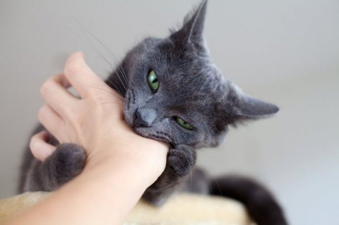 Кошка кусается