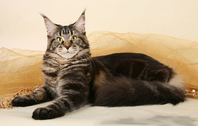 Кошка породы Мейн-кун