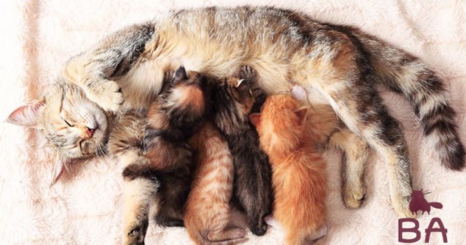 Кошка с котятами, профилактика