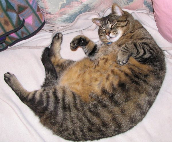 Кошка с ожирением