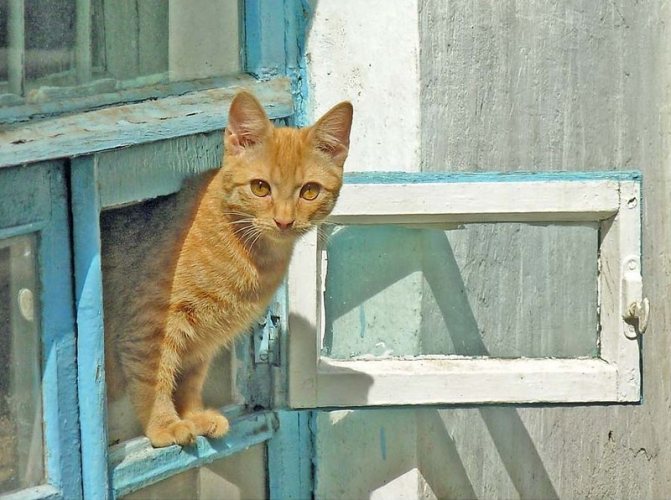 кошка сидит на окне