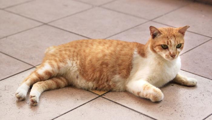 кошка ждет котят