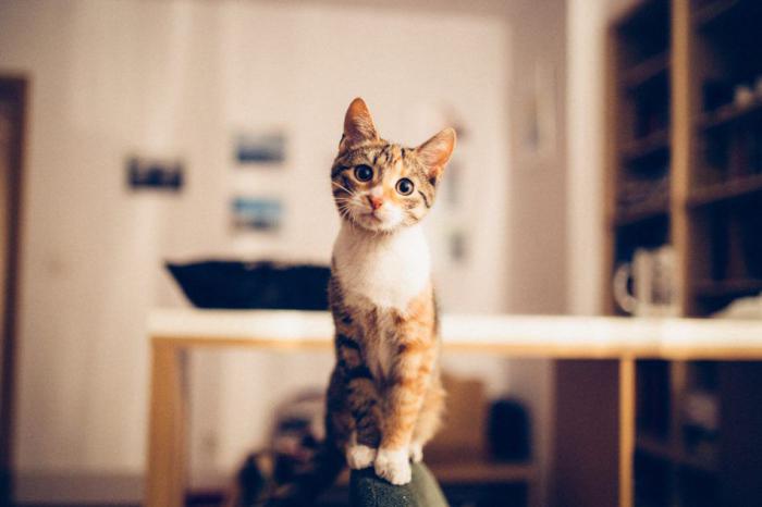 кошки