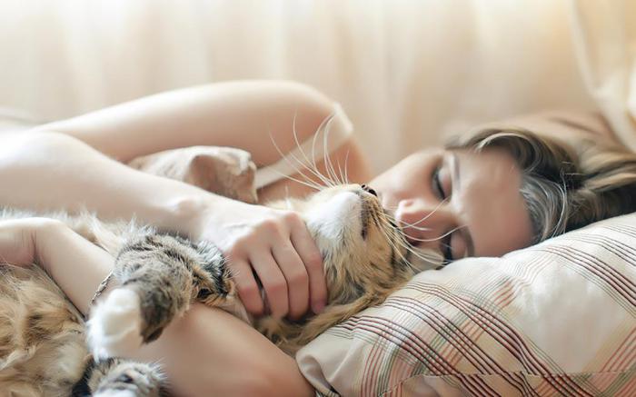 кошки