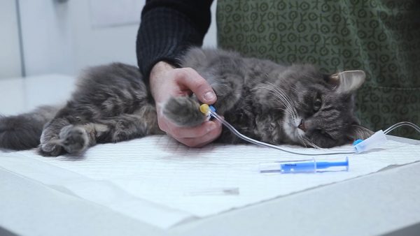 Кот под капельницей