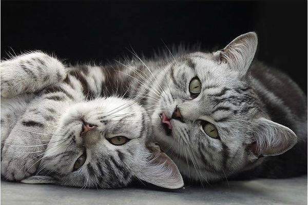 кот с кошкой