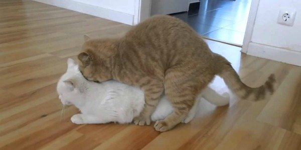 кот вяжет кошку